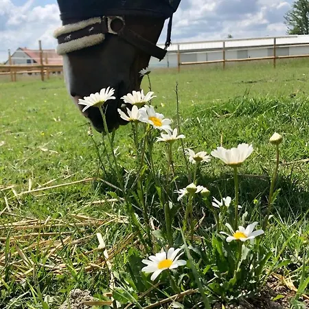 Casa de hóspedes Karám és Lakásétterem Nagybajcs
