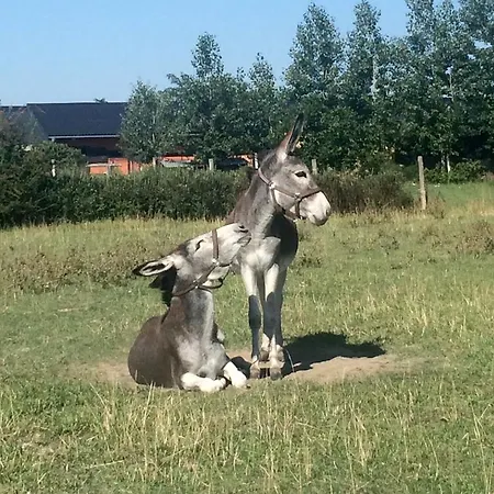 Nagybajcsi Lovaspark és Otthon * Nagybajcs