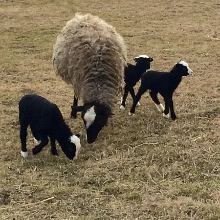 Casa de hóspedes Karám és Lakásétterem Nagybajcs