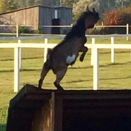 Casa de hóspedes Karám és Lakásétterem 4*